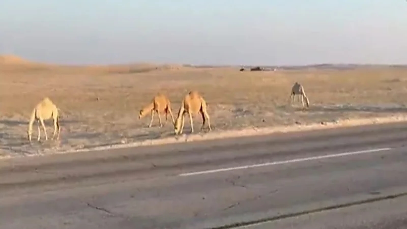 بالصور.. ضبط مواد غذائية فاسدة بالمدينة المنورة