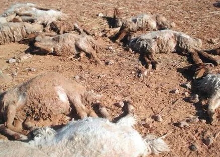 بالصور.. مصادرة 150 كيلو سمك في حوش شعبي ببحرة