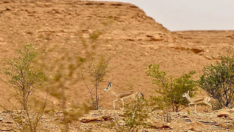 بالصور.. تسجيل 15 ولادة جديدة لظباء الريم في منتزه الغاط