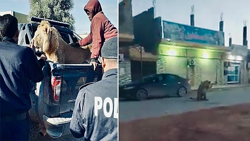 شاهد.. أسد مفترس يتجول في شارع عام بإحدى المدن دون رقابة