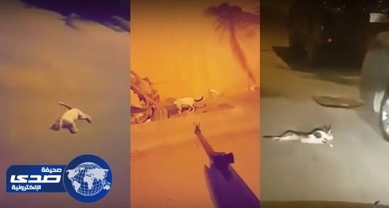 سجن " سفاح القطط " سنة وتغريمه 20 ألف ريال