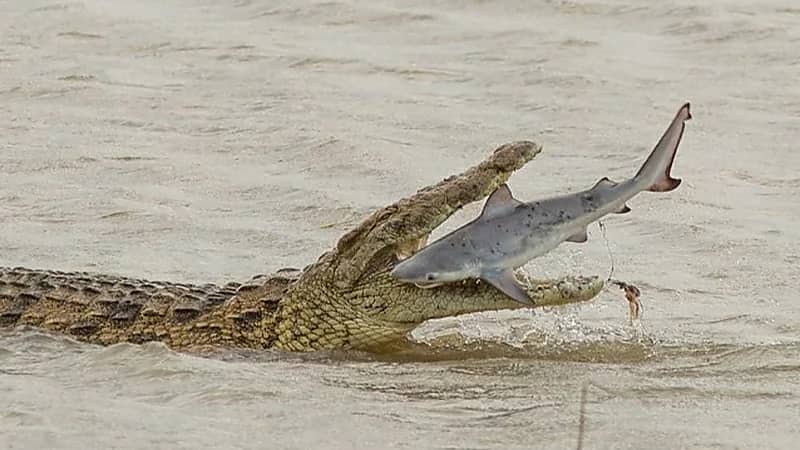 الصحة توضح موقف مرضى تجلط الدم من تلقي لقاح كورونا