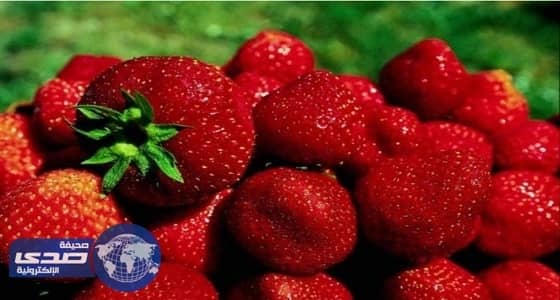حظر استيراد الفراولة الطازجة من مصر