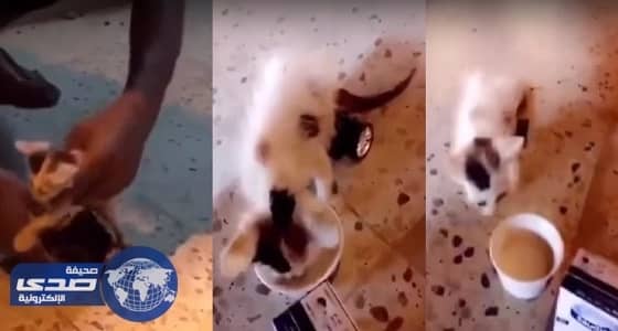 بالفيديو.. شاب يمكن قطة مشلولة من السير بطريقة بسيطة