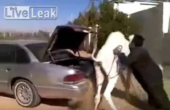 شاهد ..أحمد حجازي يحتفل بطريقة مثيرة بعد فوز الاتحاد على الباطن