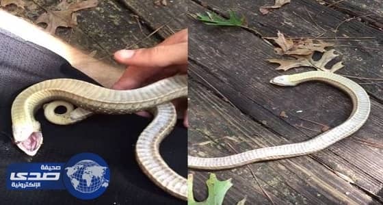 بالفيديو.. أفعى تتظاهر بالموت لحماية نفسها من الخطر