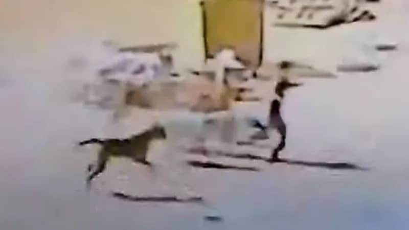 شاهد.. كلاب ضالة تهاجم طفلا في تبوك 