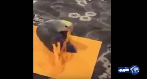 بالفيديو والصور.. رئيس بلدية بشمال إسرائيل يطلق النار على مقاول لخلافات مادية