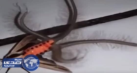 بالفيديو.. مخلوق عجيب يثير الفزع في أستراليا