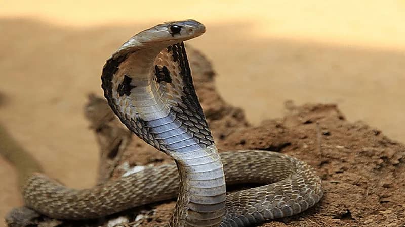 بالفيديو..رئيس هيئة المقاولين : تم تسجيل أكثر من 6 آلاف مقاول