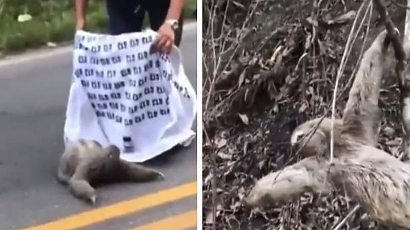 شاهد.. تصرف غريب من حيوان الكسلان تجاه شخص نقله على شجرة 