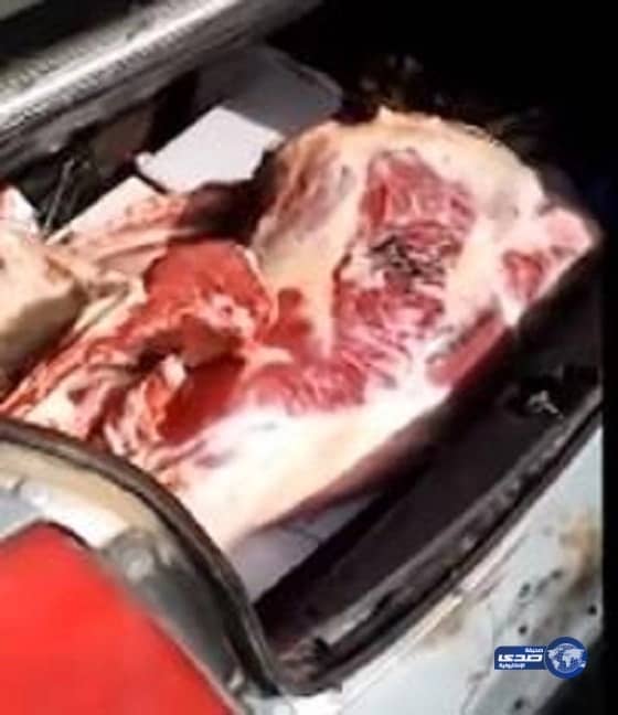 شاهد بالفيديو.. عامل بملحمة ينقل الأغنام المذبوحة في سيارة خاصة ببريدة