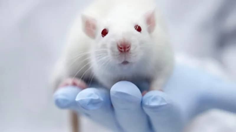 تجربة معملية تؤكد أن الفئران فائقة الذكاء