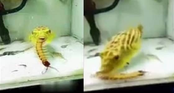 بالفيديو.. سمكة غريبة تفترس الثعابين والعقارب