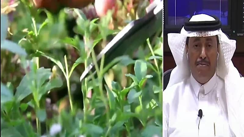 بالفيديو.. مزارع سعودي يروي تفاصيل نجاح التجربة الرائدة في زراعة نبتة "الإستيفيا" بديل السكر