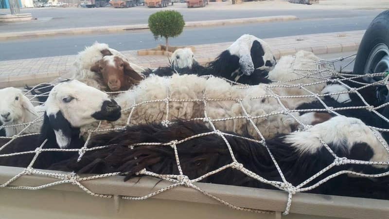 ضبط شابين متهمين في سرقة حظائر الأغنام بالأفلاج