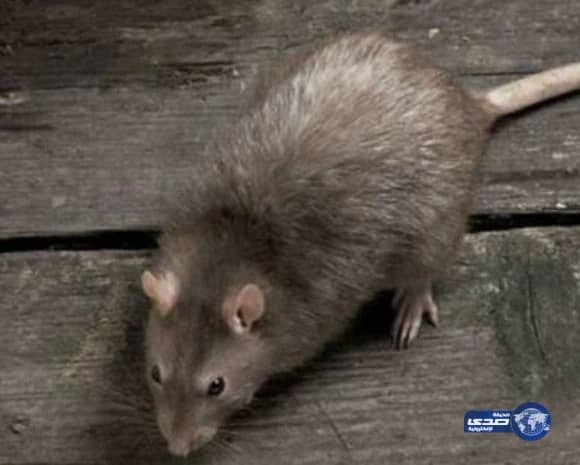 بالصور.. «هلال الباحة» يتلقى 182 بلاغاً في السبع أيام الأولى من رمضان