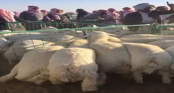 بعد السماح بالتصدير.. انتعاش أسواق الماشية