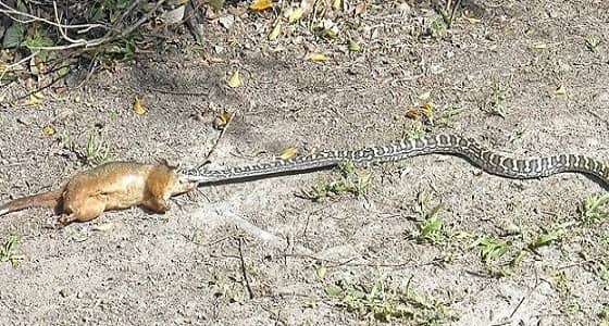 بالصور.. ثعبان يلتهم فريسته بحديقة دار مسنين