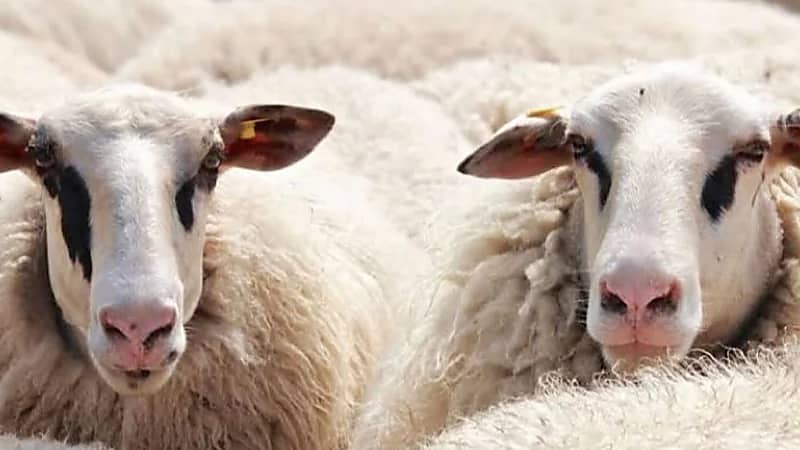 أغرب عادات الاحتفال بعيد الأضحى بين الدول