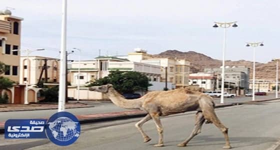 أسباب إلغاء مزادا علنيا للإبل السائبة في ظهران الجنوب