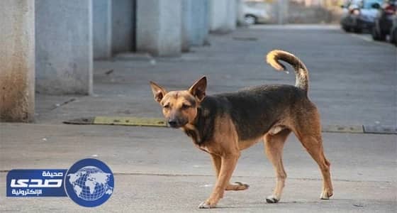 بالفيديو.. كلب ضال داخل مسجد والأطفال يركضون ذعراً