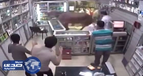 بالفيديو.. عجل يقتحم صيدلية في مصر