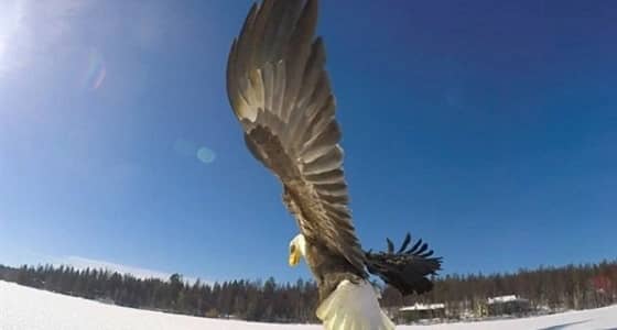 بالفيديو.. نسر يقتنص سمكة من بحيرة متجمدة