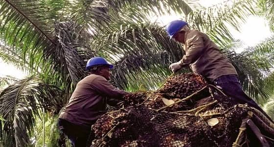 " الزراعة " : مراكز الأبحاث تسعي للقضاء على سوسة النخيل