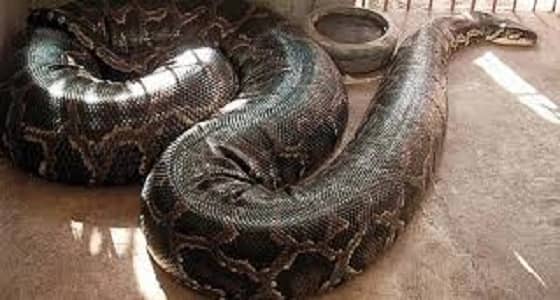 بالفيديو.. حارس مدرسة يقتل ثعبانا ضخما بعد تعذيبه