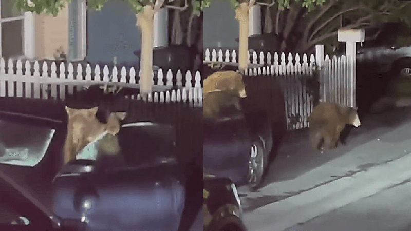 بالفيديو.. دببة صغار تقتحم سيارة وتلهو بداخلها