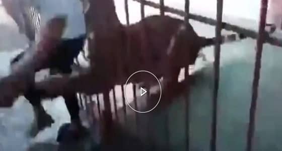 شاهد.. نمر ينقض على رجل بسرعة كبيرة