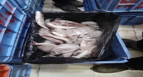 بالصور.. ضبط أسماك فاسدة برفحاء