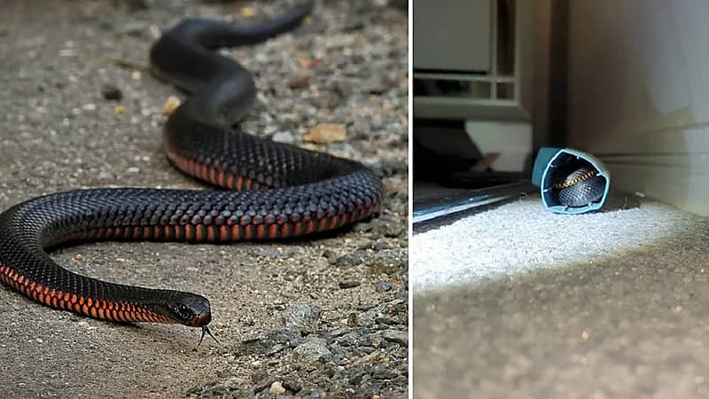 فتاة تفاجأ بأفعى سامة في مكان لا يخطر على البال