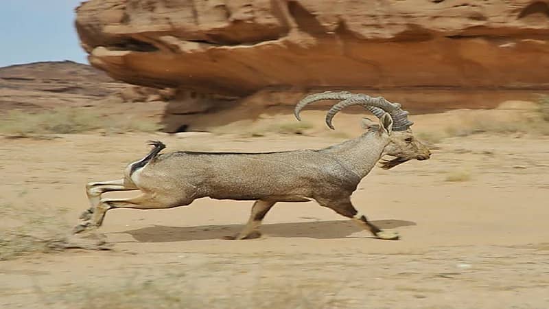 الإطاحة بثلاثة أشخاص لصيدهم وعل جبلي بالباحة