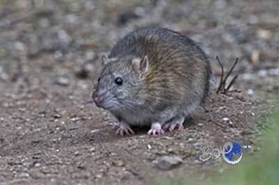 مدّع عام يطالب باعدام جرذ