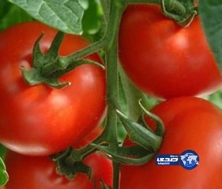 حماية المستهلك: على الجميع مقاطعة شراء الطماطم أسبوعاً