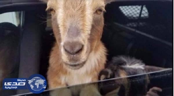 بريطاني يصطحب زوجاً من الماعز بجولة ترفيهية بسيارته