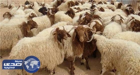 أمانة الجوف تزيل الحظائر العشوائية لبيع الأغنام