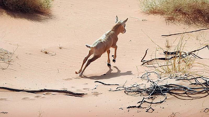 محمية عروق بني معارض تحتفي بولادة أول صغار المها العربي هذا الموسم