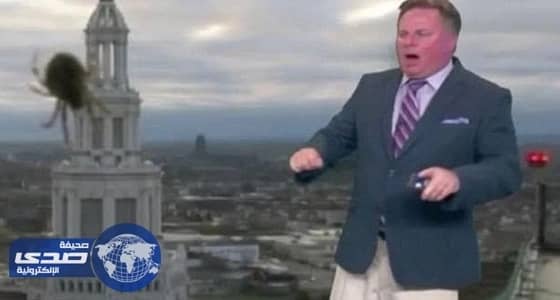 بالفيديو.. عنكبوت يُثير ذعر مُذيع نشره على الهواء