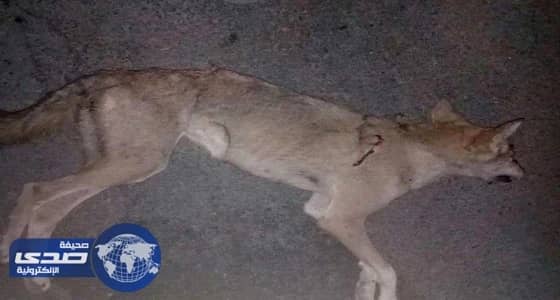 سبعينية تنجو من مهاجمة ذئب لها بمنزلها في الطائف