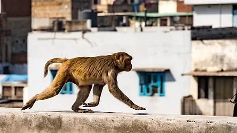 عصابة قرود تنهي حياة رجل فوق سطح منزله