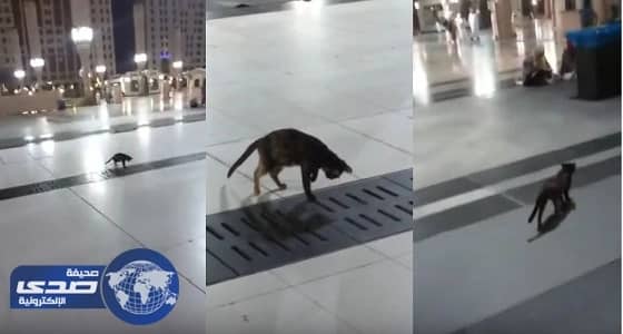 بالفيديو.. قط يقتنص فأراً بعد تربص بالحرم النبوي
