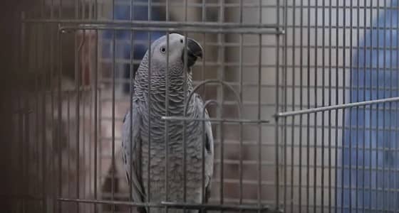 بالفيديو.. ببغاء يحفظ القرآن ويتلوه بنطق صحيح