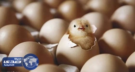 منع استيراد الطيور الحية من لوكسمبورج