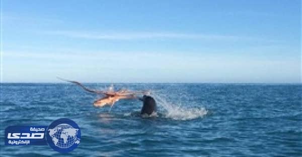 بالفيديو.. مصور يوثق معركة شرسة بين كلب البحر وأخطبوط