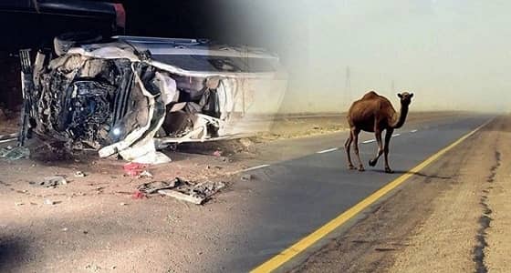 إلزام بيت المال بدفع دية قتل خطأ نتيجة الاصطدام بجمل سائب