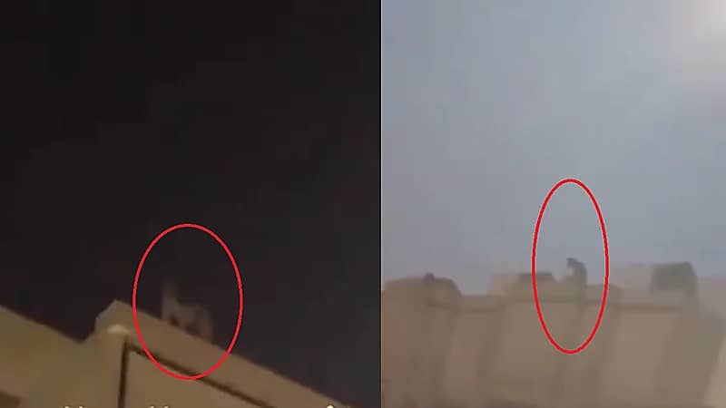 فيديو.. نمر يتجول أعلى سطح منزل بالرياض و" الحياة الفطرية" تتدخل