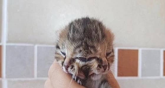 بالفيديو.. قطة ذات وجهين تثير حيرة البيطريين في جنوب أفريقيا